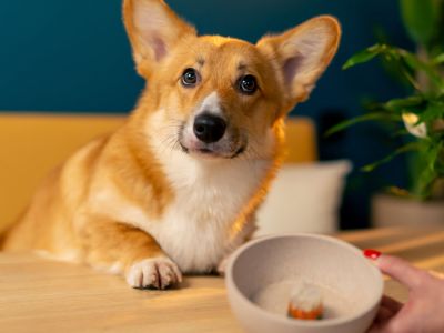Żelatyna dla psa | Czy jest zdrowa?