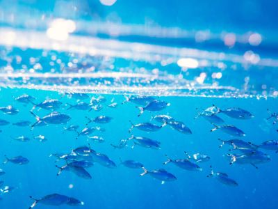 Czym jest i jak powstaje żelatyna rybna?